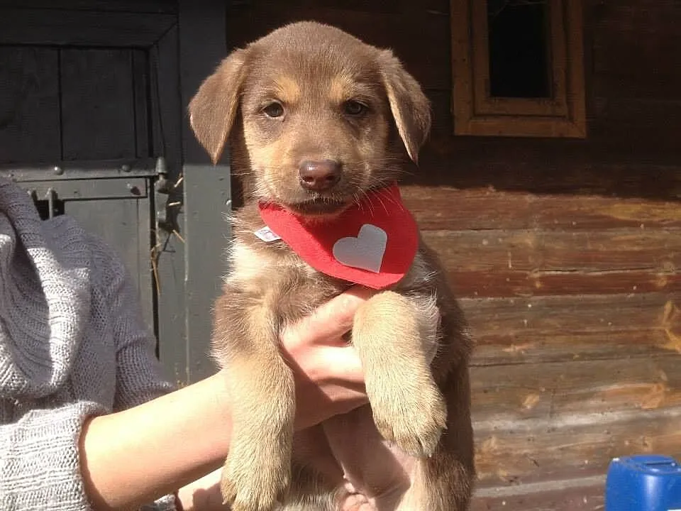 Mia,Suri i Lopez do adopcji