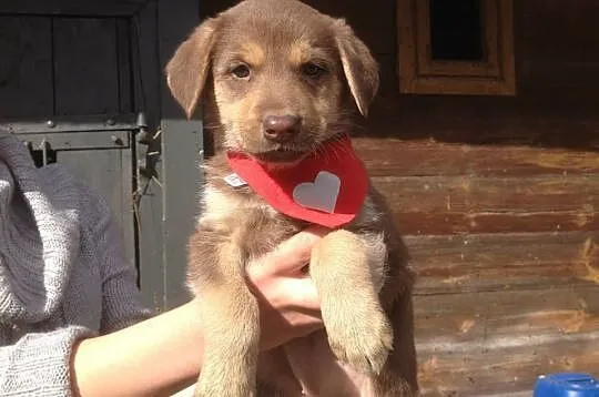 Mia,Suri i Lopez do adopcji