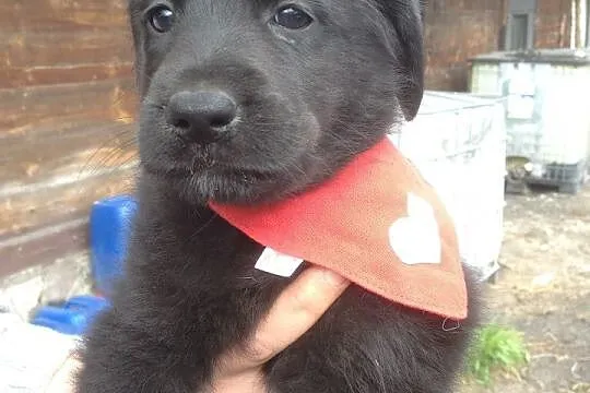 Mia,Suri i Lopez do adopcji
