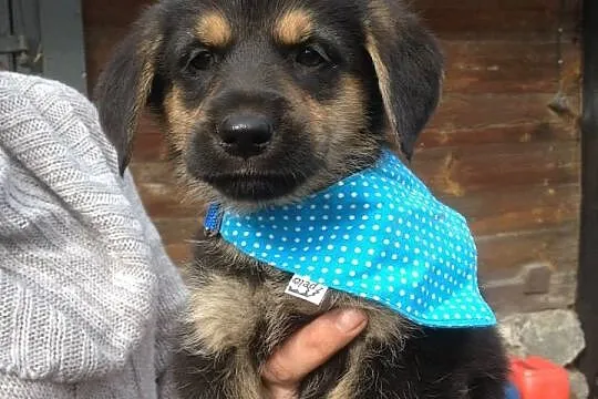 Mia,Suri i Lopez do adopcji