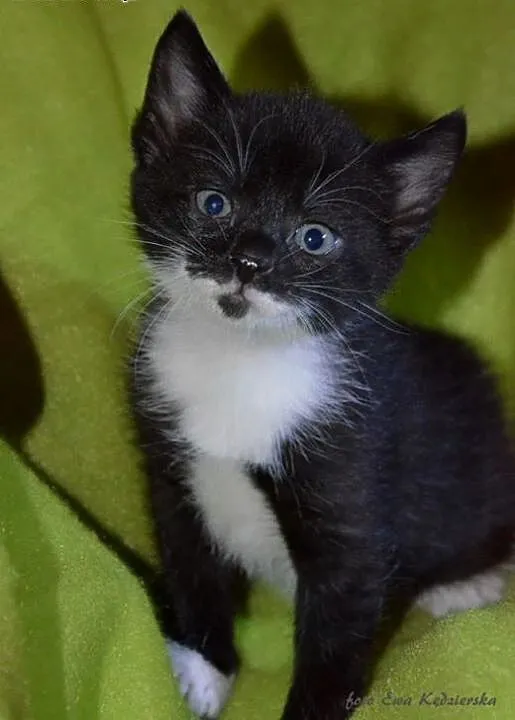 Kociczki i kocurki 6 tyg,adopcj!!, świętokrzyskie
