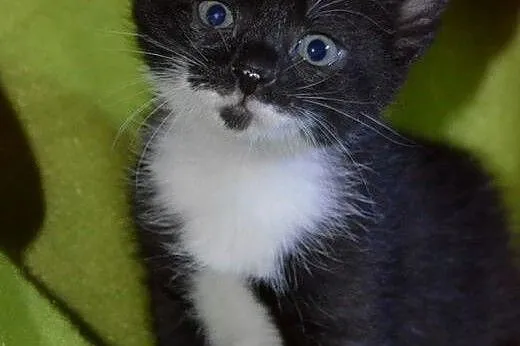 Kociczki i kocurki 6 tyg,adopcj!!,  świętokrzyskie