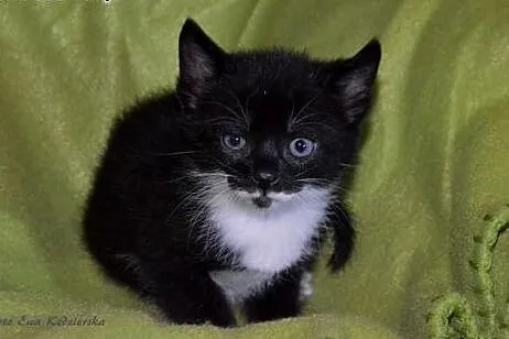 Kociczki i kocurki 6 tyg,adopcj!!,  świętokrzyskie