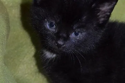 Kociczki i kocurki 6 tyg,adopcj!!,  świętokrzyskie