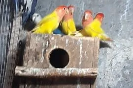 Papugi nierozłączki lęgowe pary, Nowy Sącz