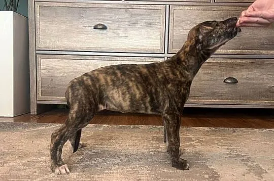 Chart greyhund