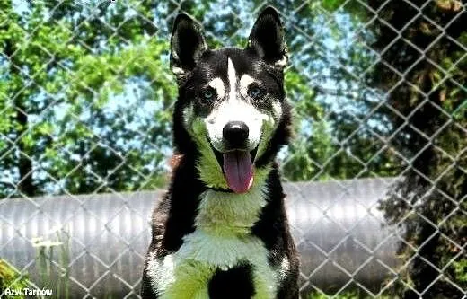 Max w typie husky z Tarnowskiego Azylu, małopolsk