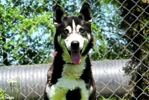 Max w typie husky z Tarnowskiego Azylu,  małopolsk