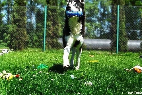 Max w typie husky z Tarnowskiego Azylu,  małopolsk