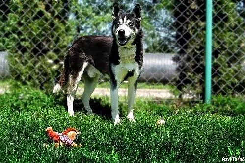 Max w typie husky z Tarnowskiego Azylu,  małopolsk