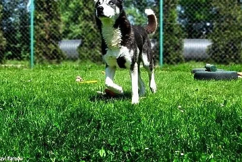 Max w typie husky z Tarnowskiego Azylu,  małopolsk