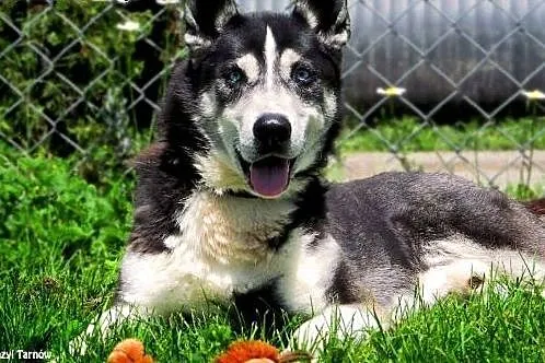 Max w typie husky z Tarnowskiego Azylu,  małopolsk