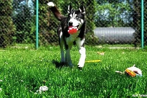 Max w typie husky z Tarnowskiego Azylu,  małopolsk