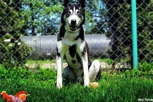 Max w typie husky z Tarnowskiego Azylu,  małopolsk