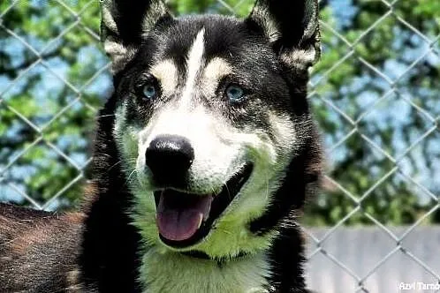 Max w typie husky z Tarnowskiego Azylu,  małopolsk
