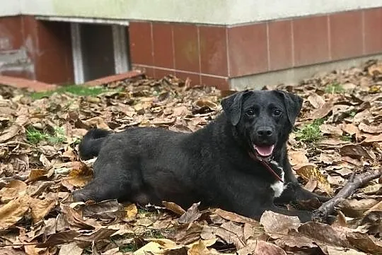 Fantastyczny Fuks szuka domu!, Warmińsko-mazurskie, Olsztyn