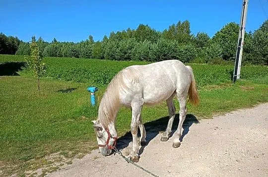 Roczna zimnokrwista siwa klacz, Łódzkie, Piotrków Trybunalski
