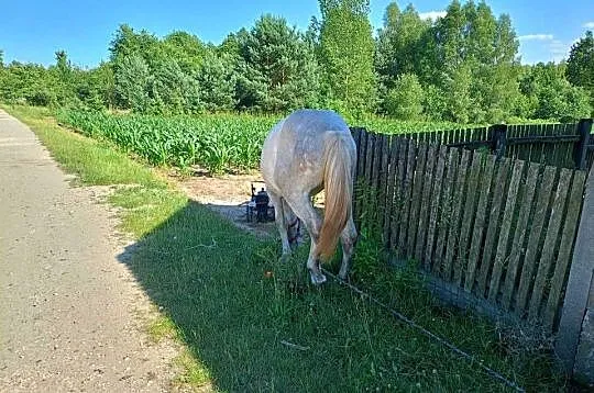 Roczna zimnokrwista siwa klacz, Łódzkie, Piotrków Trybunalski
