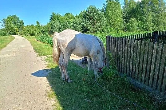Roczna zimnokrwista siwa klacz, Łódzkie, Piotrków Trybunalski