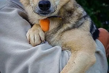 Kto pokocha małą Fifi?