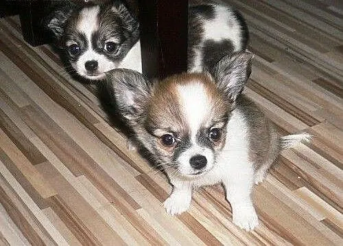 Mini Chihuahua (kobieta) (męski) gotowy, podlaski