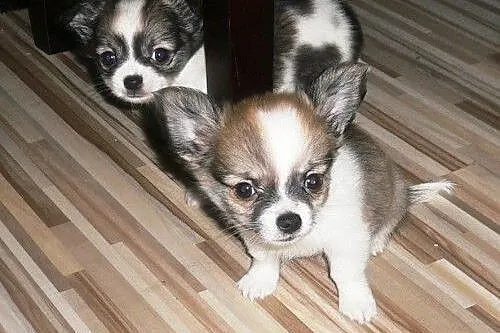 Mini Chihuahua (kobieta) (męski) gotowy,  podlaski
