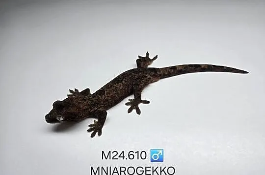 Gekon omszały