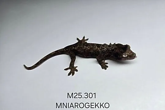 Gekon omszały, Śląskie, Zawiercie