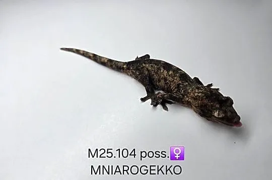 Gekon omszały, Śląskie, Zawiercie