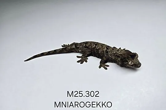 Gekon omszały, Śląskie, Zawiercie