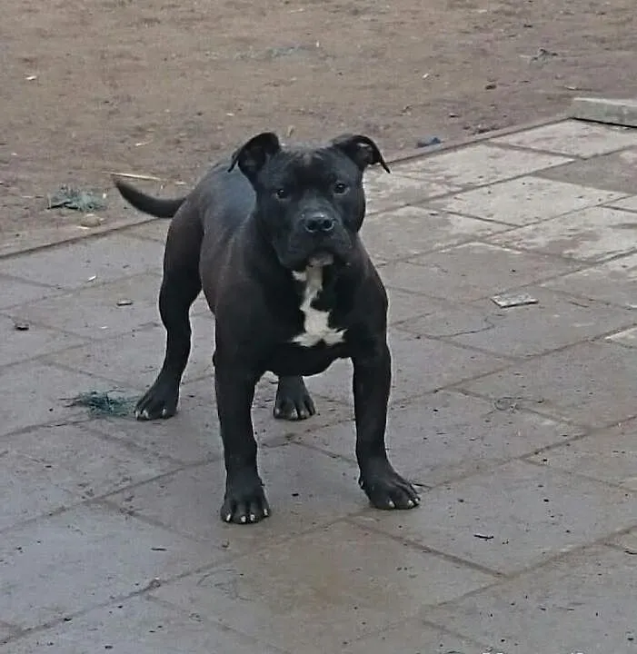 American Pit Bull