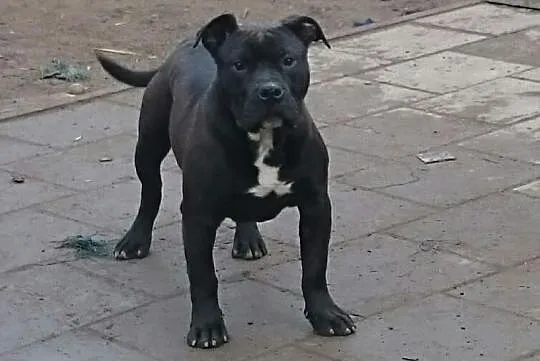American Pit Bull