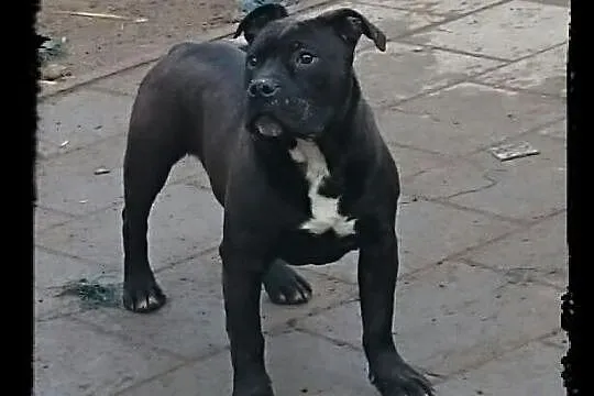 American Pit Bull