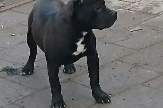 American Pit Bull