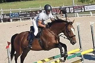 Koń sportowy z potencjałem