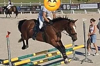 Koń sportowy z potencjałem, Dolnośląskie, Mała Wieś Dolna