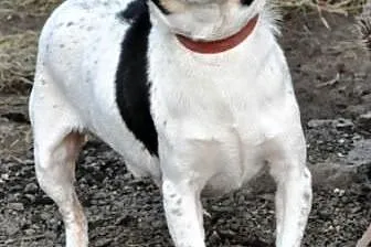 Berecik najmniejszy w schronisku 6 kg kochany psiak ADOPCJA,  małopolskie Kraków