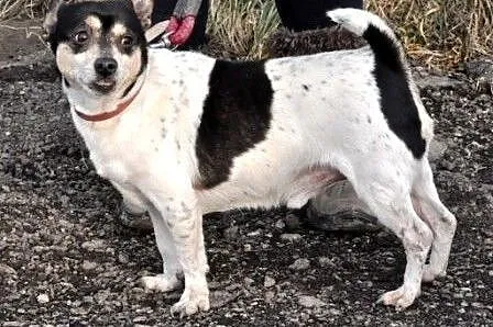 Berecik najmniejszy w schronisku 6 kg kochany psia