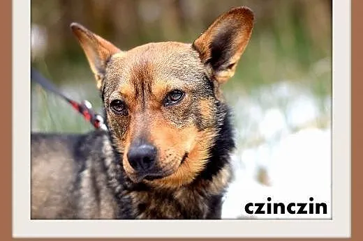 CZINCZIN-mały,8kg,łagodny,tulaśny,wesoły piesek.ADOPCJA,  wielkopolskie Rzeszów