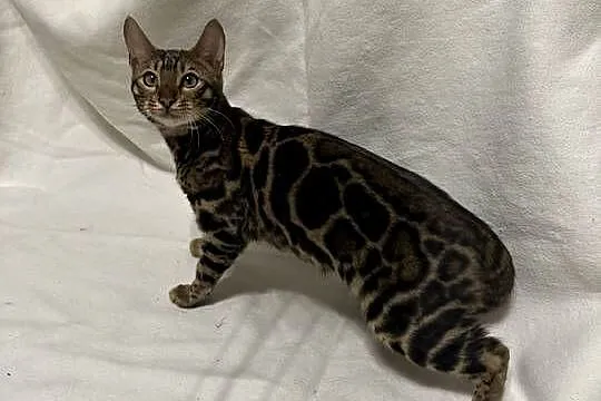 Bengalska samica – Bloom, 5 mies, Dark Brown Spotted Tabby z rodowodem