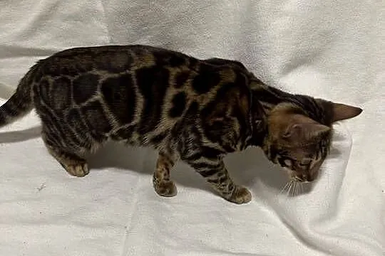 Bengalska samica – Bloom, 5 mies, Dark Brown Spotted Tabby z rodowodem, Mazowieckie, Warszawa