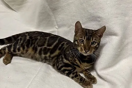 Bengalska samica – Bloom, 5 mies, Dark Brown Spotted Tabby z rodowodem, Mazowieckie, Warszawa