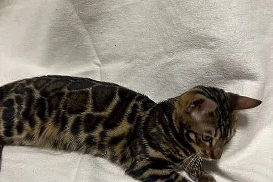 Bengalska samica – Bloom, 5 mies, Dark Brown Spotted Tabby z rodowodem, Mazowieckie, Warszawa