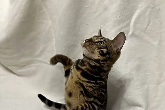 Bengalska samica – Bloom, 5 mies, Dark Brown Spotted Tabby z rodowodem, Mazowieckie, Warszawa