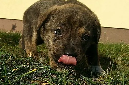Bafi- 6 tyg suczka do adopcji ,  mazowieckie Warsz