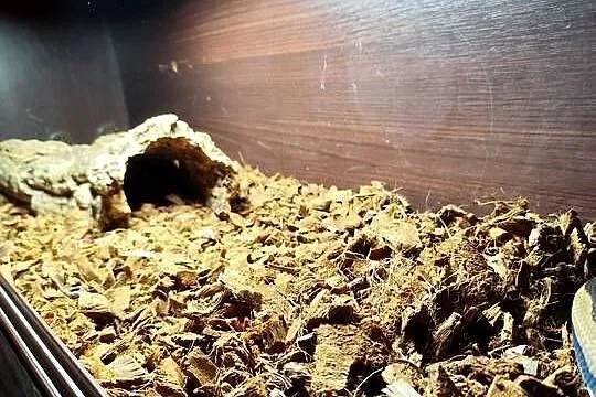 Wąż z terrarium, Mazowieckie, Pruszków