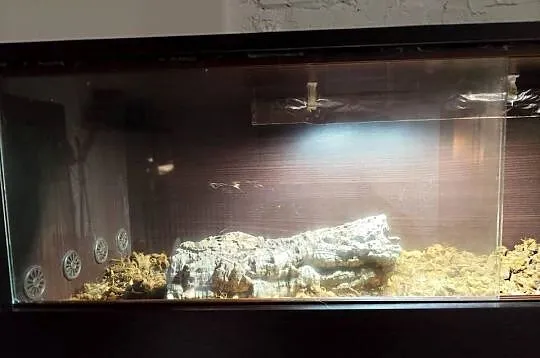 Wąż z terrarium, Mazowieckie, Pruszków