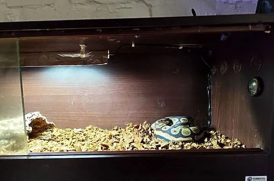 Wąż z terrarium, Mazowieckie, Pruszków