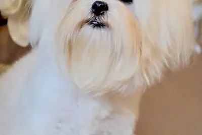 Maltańczyk wyjątkowa mini mini Dzieczynka Laleczka