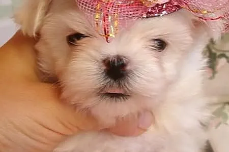 Maltańczyk wyjątkowa mini mini Dzieczynka Laleczka